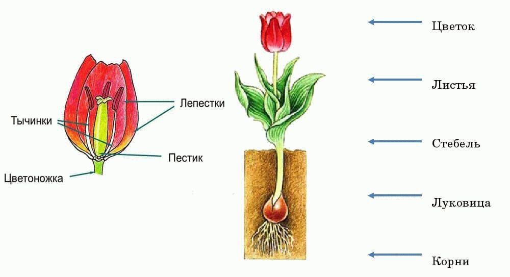 Тюльпаны из бумаги своими руками, как сделать тюльпаны из бумаги