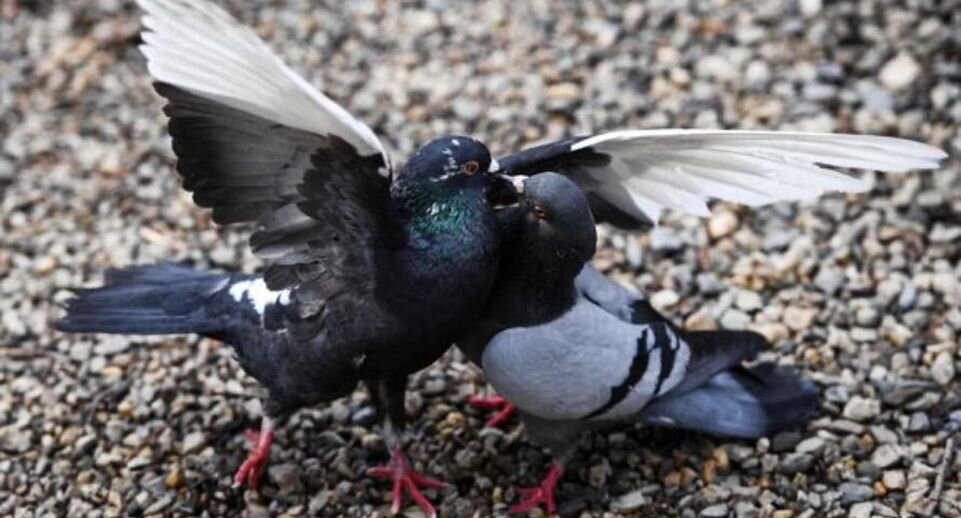    РИА «Новости»