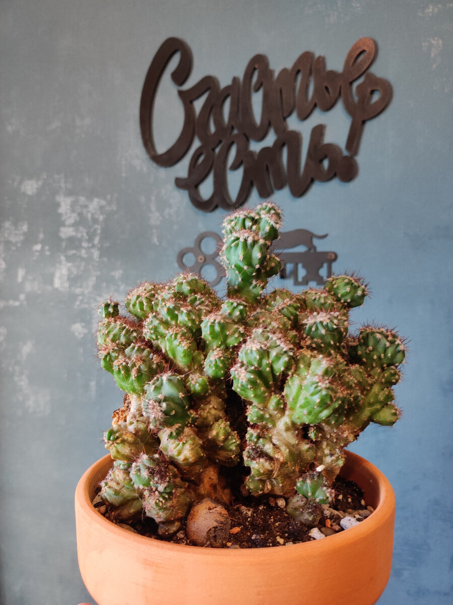 Цереус перуанский (Cereus peruvianus) — один из наиболее важных для дизайна интерьера кактусов, пригодных для выращивания как отдельное растение. Стебель со временем достигает 0,6—1 м и цветет летом крупными цветками длиной 15 см. Форма Ц. перуанского Монстрозус — (С. peruvianus monstrosus) является медленно растущей «уродливой» мутацией, привлекающей внимание
цветение цереуса, как правило, происходит в мае и июне. Цветок до 16 см длины и такого же диаметра, цветочные трубки светло-зеленые, покрыты небольшими, мягкими, гладкими чешуями, лепестки кремово-беловатые с коричнево-красными краями. На многолетнем растении, растущем в диких условиях, зачастую раскрываются последовательно либо в одно и то же время сразу несколько соцветий. Цвести цереус перуанский начинает ночью. Цветки крайне недолговечны, и увядают спустя примерно 24 часа после раскрытия. Плод – круглая светло-желтая ягода. Созревшие плоды съедобны – очень сладкие, сочные и ароматные.
В естественных условиях размножается семенами и иногда черенками — некрупными частями стебля, которые могут прорастать, попадая на землю.
Цереус перуанский – растение пустынь. В культуре закрытых помещений они являются одними из самых неприхотливых кактусов, его легко можно вырастить до 1,5 м в высоту. Как крупномерные кактусы цереусы находят самое широкое применение в озеленении различных помещений, зимних садов, витрин, создании декоративных кактусных горок. Они отличаются быстрым ростом и зарекомендовали себя как один из наиболее выносливых подвоев. Однако цветения этого растения в условиях помещений добиваются далеко не все – уж слишком требователен этот кактус к условиям содержания. При достаточном освещении и правильном поливе цереусы зацветают в конце весны — начале лета.