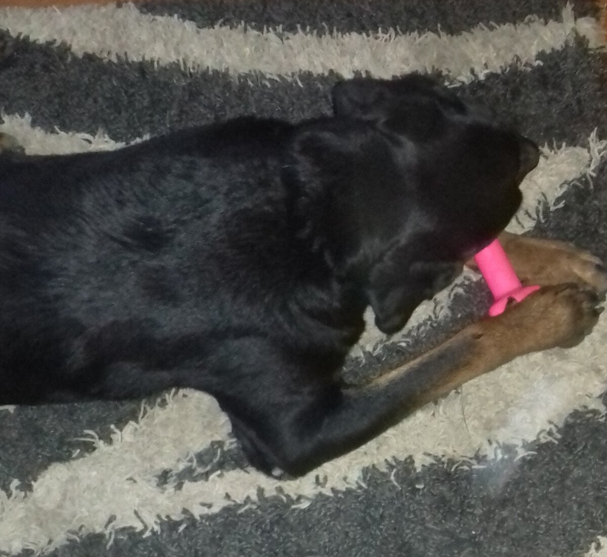 Ромка любит поиграть гантелями по 2 кг. Фото из семейного архива