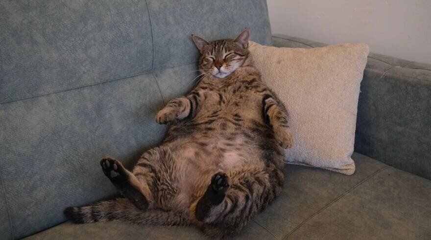     Honour.kn, shutterstock.com