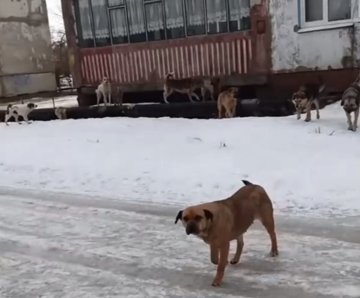 Собак уже больше чем людей