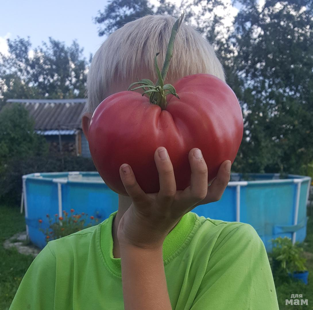 Сорт вкусных, крупных и сладких томатов Сахарный Бизон.