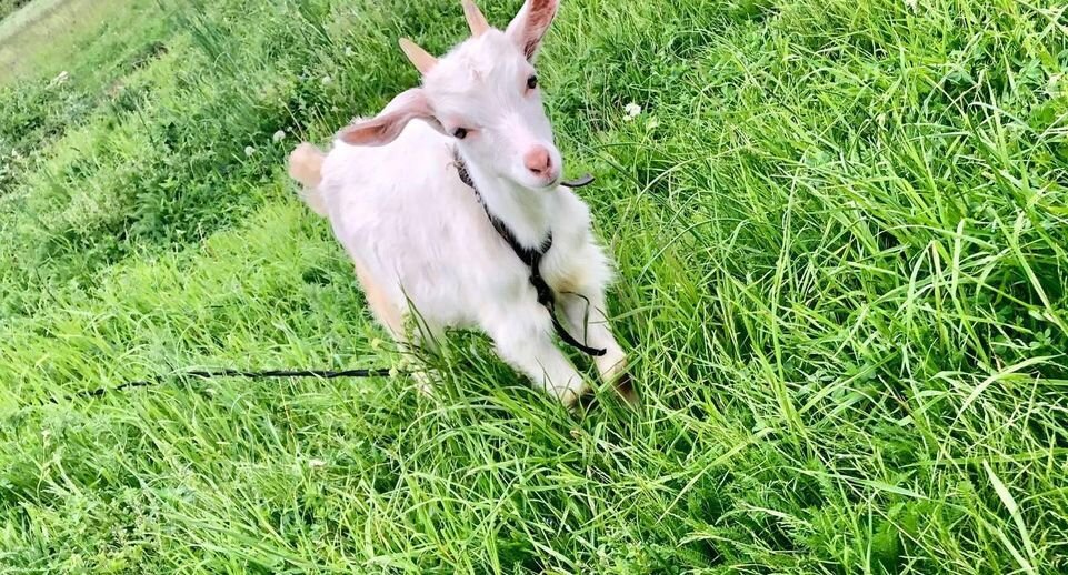    Пресс-служба Минсельхозпрод МО