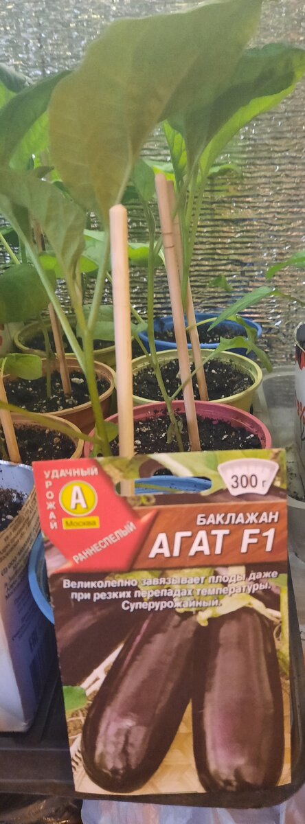 Баклажан, 40 дней