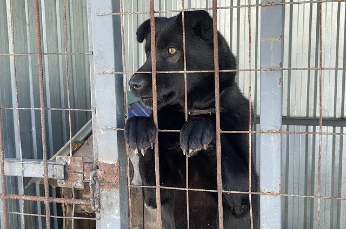    Рязанский приют для животных съедет с улицы Яблочкова на окраину города