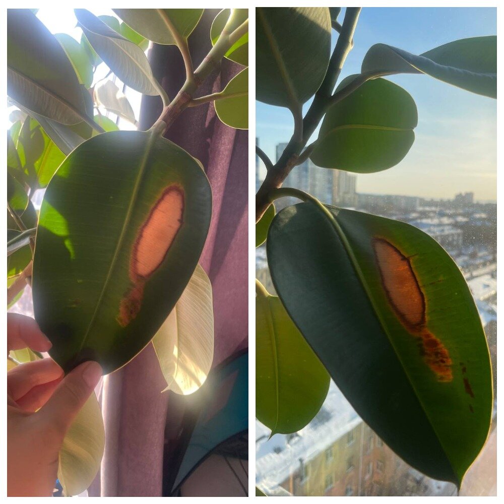 Поражение фикуса каучуконосного