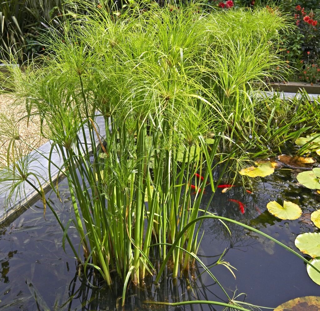 Фото из открытых источников.