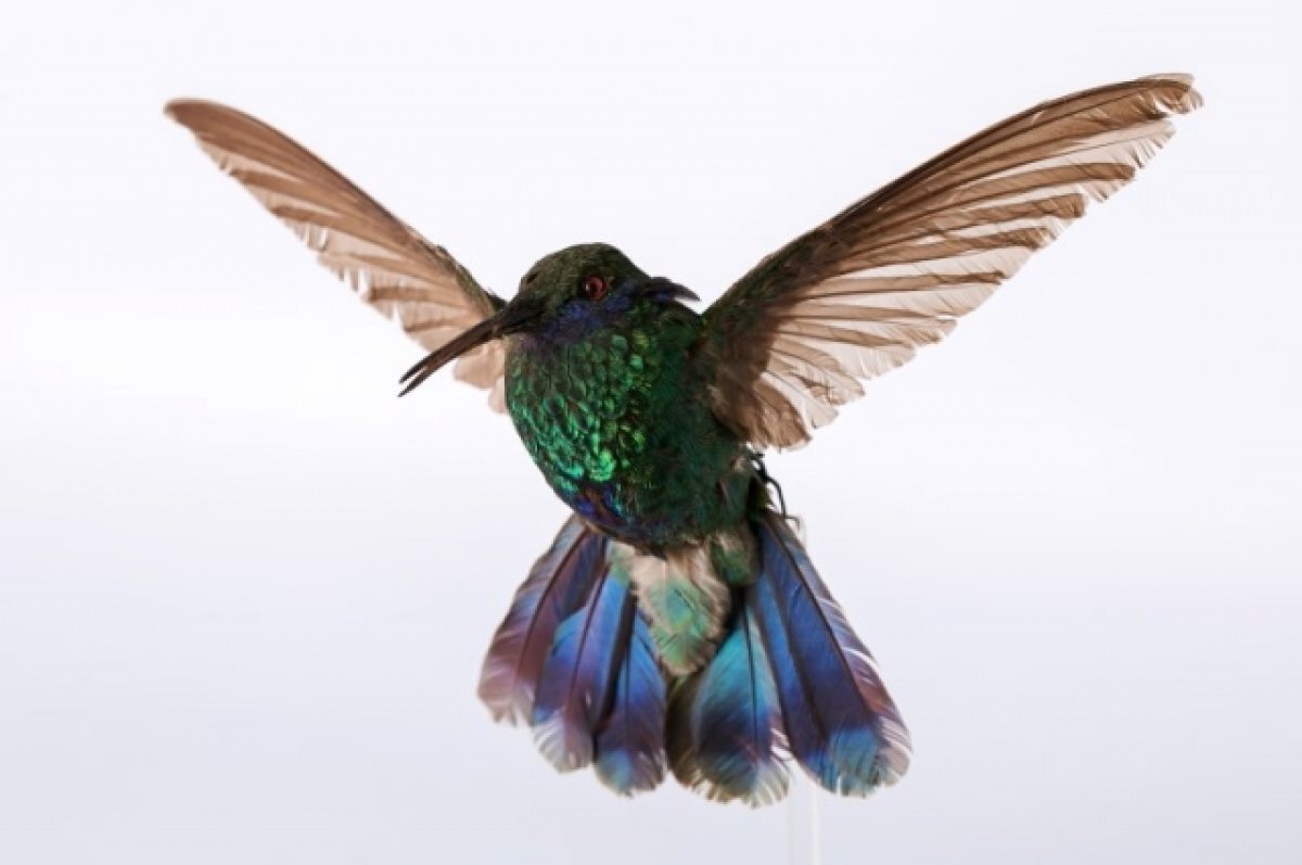    Сверкающий колибри, из коллекции Государственного Дарвиновского Музея.