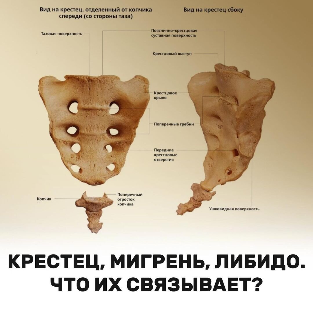 🔞 Почему у некоторых женщин никогда не болит голова? | Фейспластика и  остеопатия | Дзен