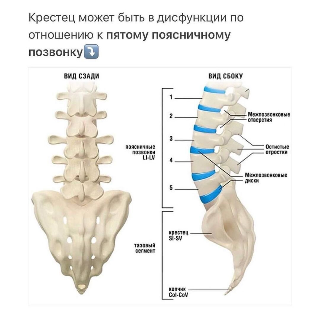 Как выглядит крестец у человека