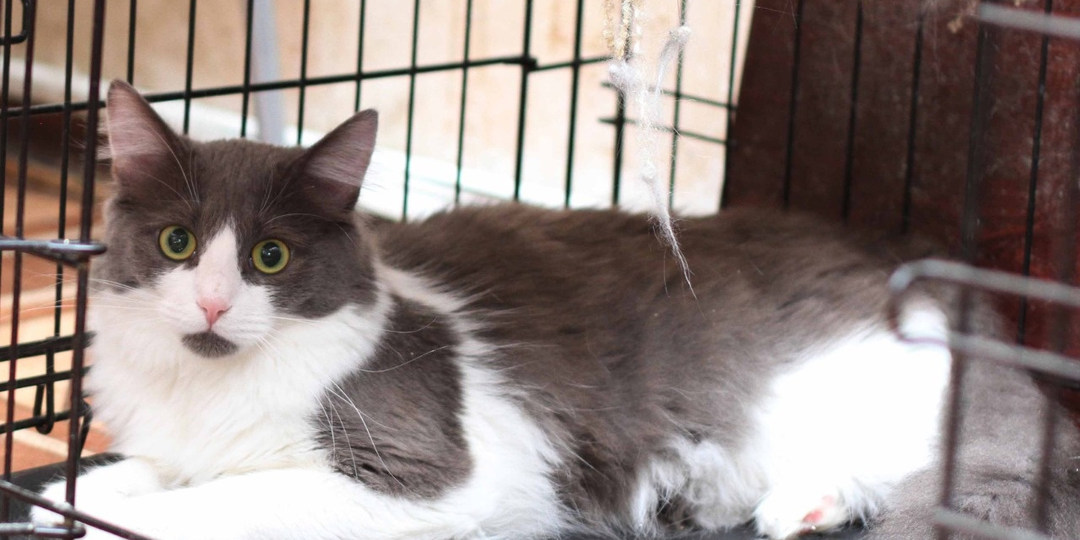 ❗ДОМА❗Живая игрушка. Три года в клетке.