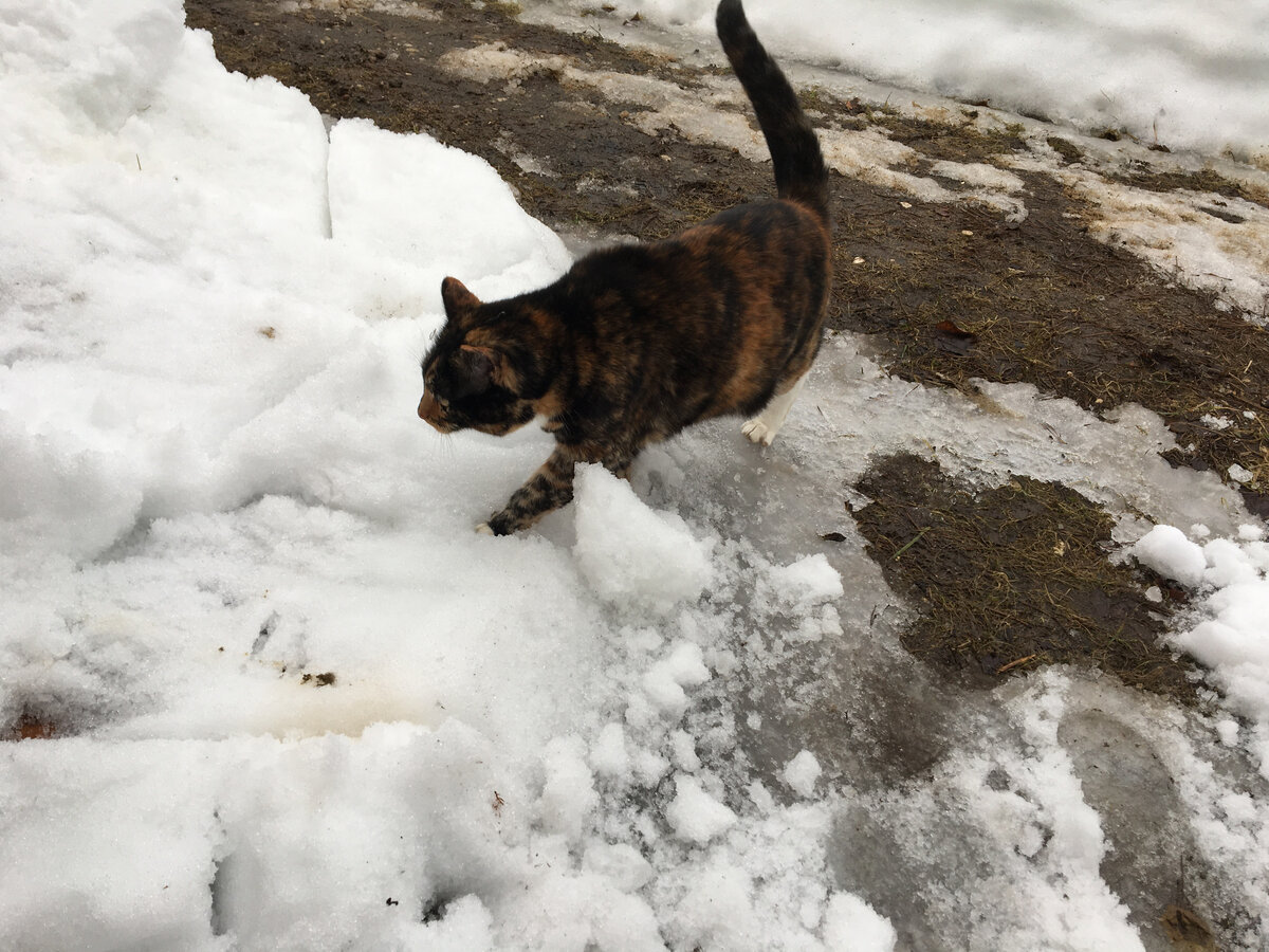 Василиса на улицу вышла. Фото автора