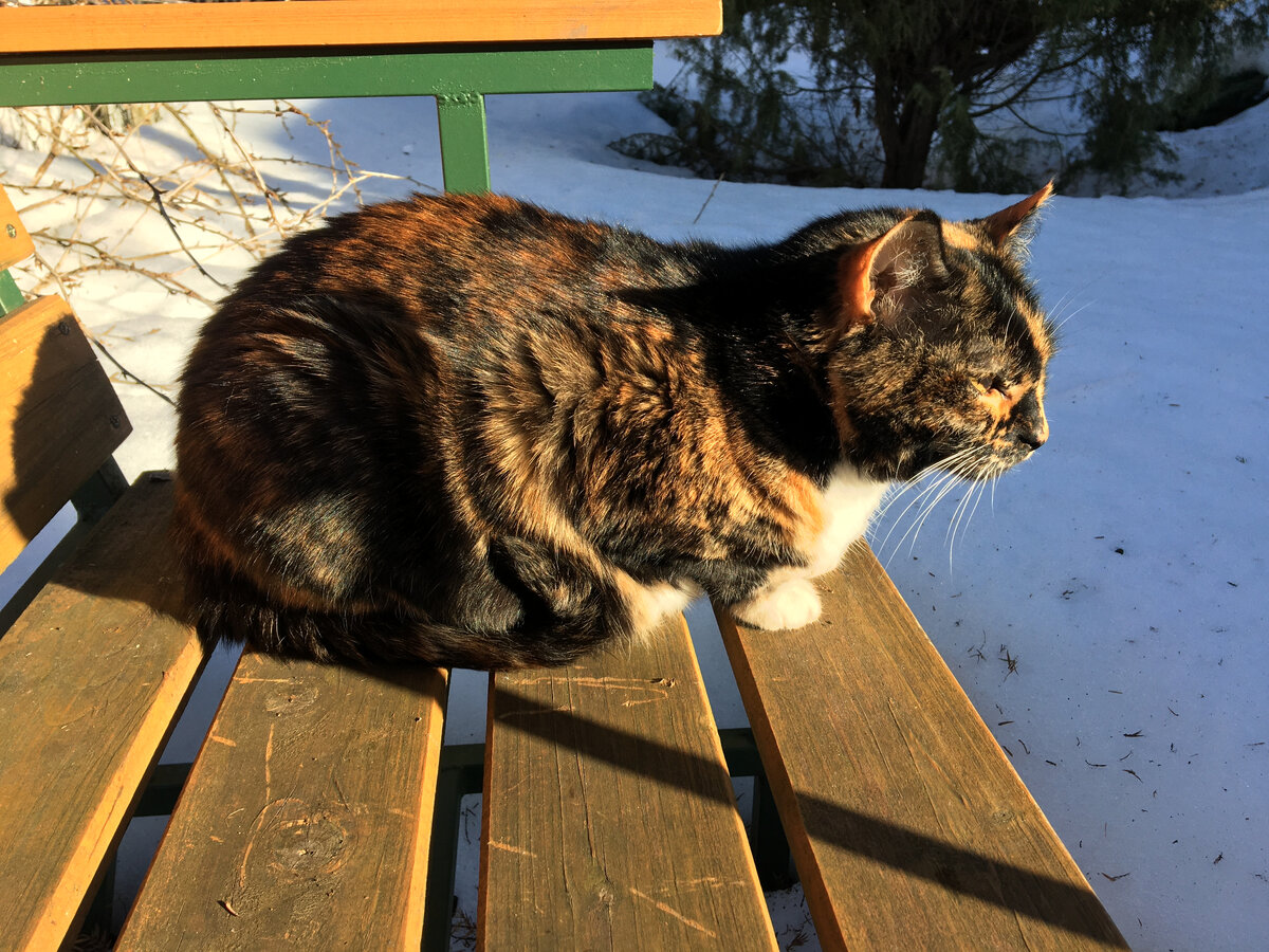 На весеннем солнышке красота! Фото автора