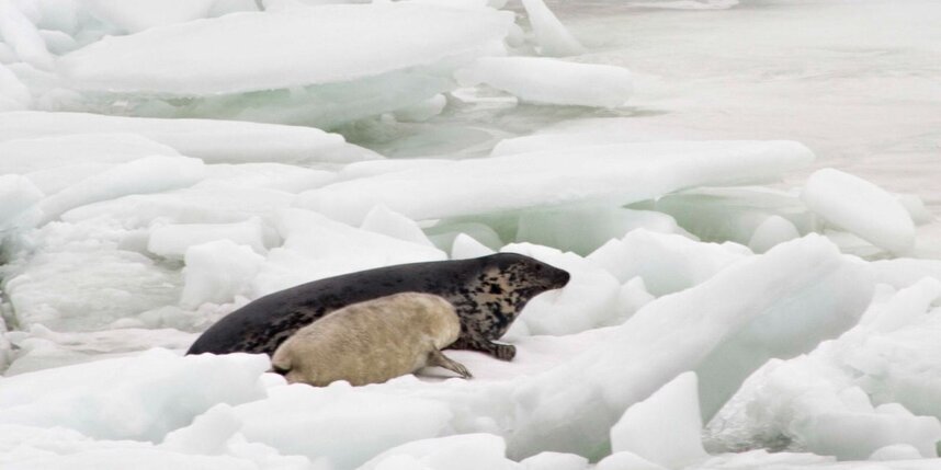    Фото: Спасение тюленей 699-23-99.