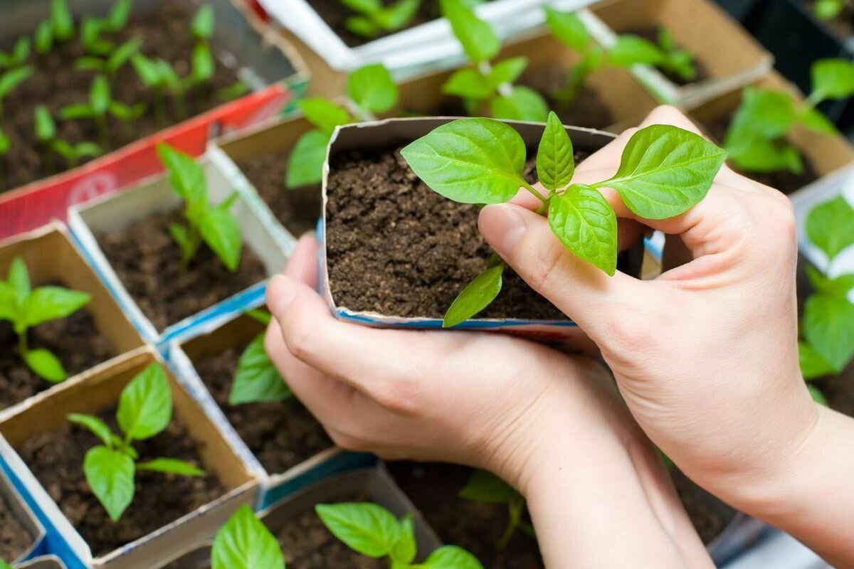 когда посеять помидоры на рассаду в 2024. когда посеять помидоры на рассаду в 2024. рассада томатов садить. правильная рассада помидор. всходы томатов.