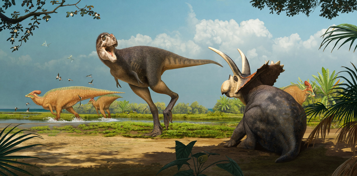 Реконструкция Андрея Атучина, Labocania aguillonae