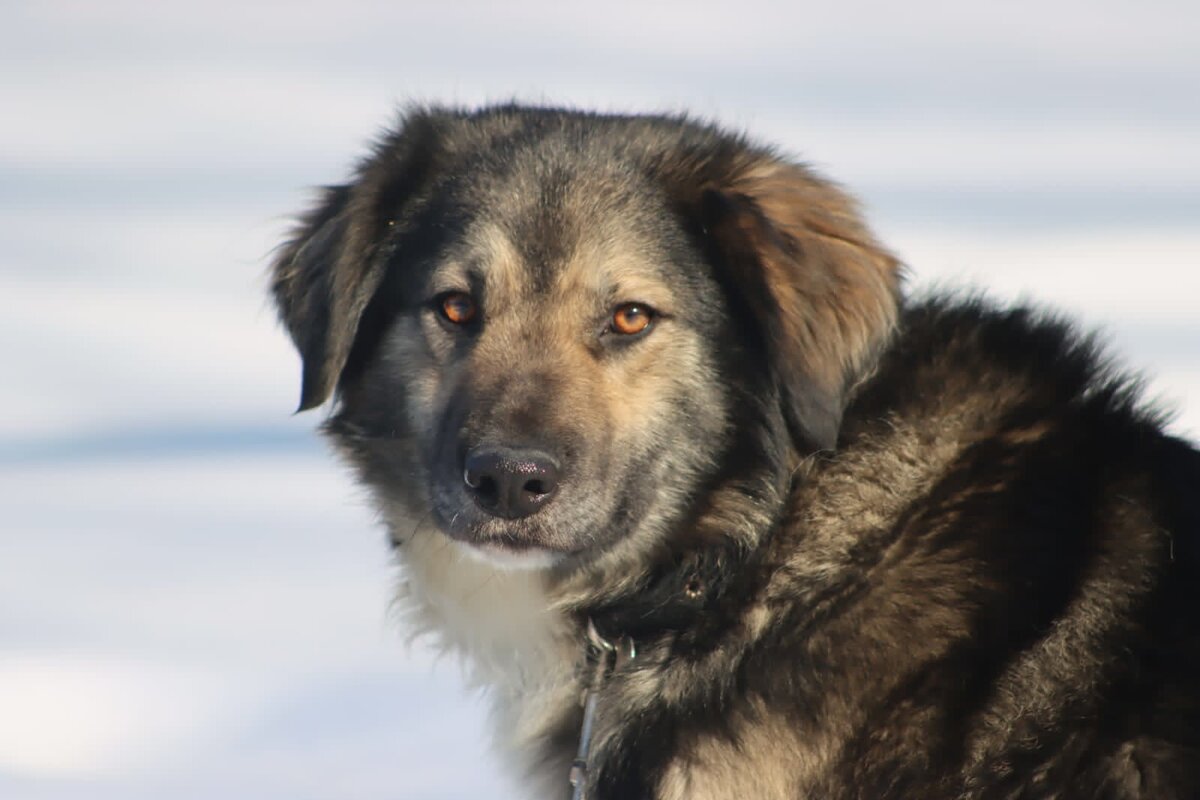 Рудик