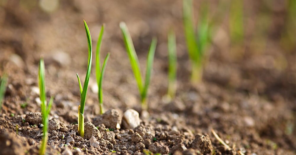 Луковичка, пусть и маленькая, уже имеет достаточный запас влаги и питательных веществ. А такое растение лучше противостоит колебаниям температур, засухам и переливам. Об этом знают те, кто выращивает свой собственный севок, а не покупает его в магазине или на рынке.
