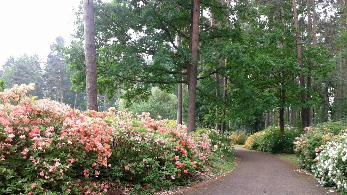 © Foto : facebook / Gosh Snobo