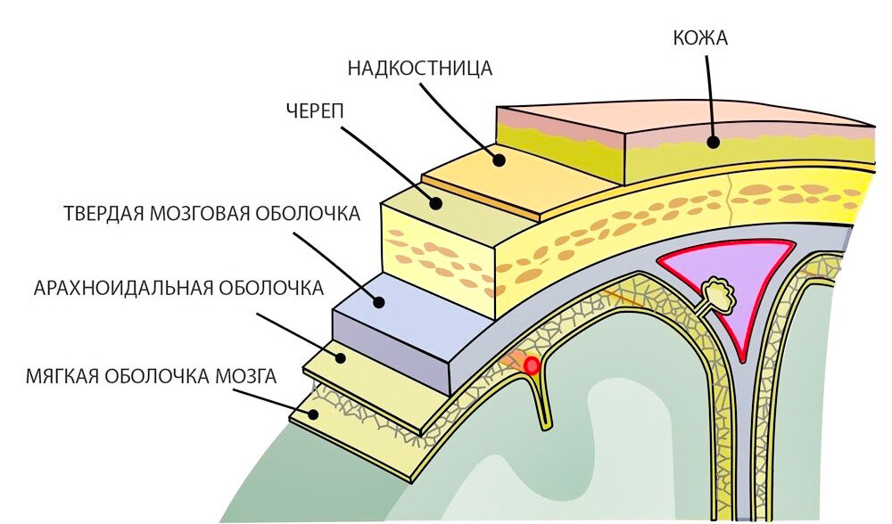 Строение оболочек головного мозга