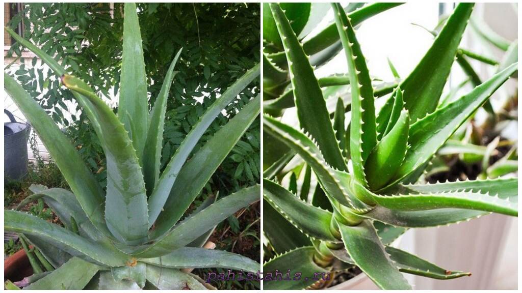 алоэ растение полезные свойства. алоэ растение полезные свойства. алоэ растение полезные свойства. алоэ растение полезные свойства. цветок алоэ столетник.