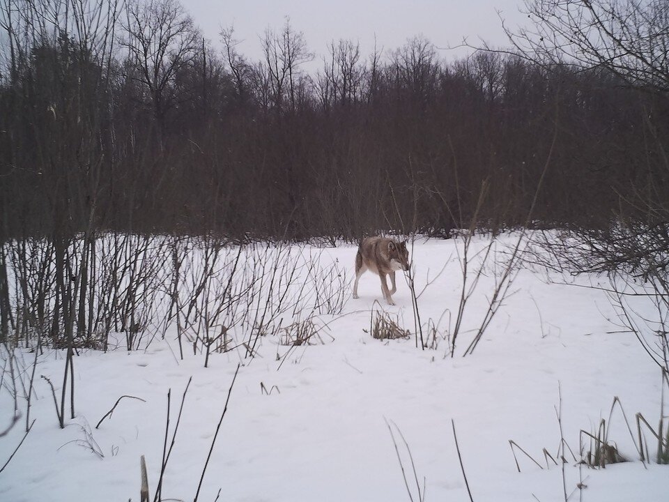   Фото Александра Мишина, Воронежский заповедник Предоставлено