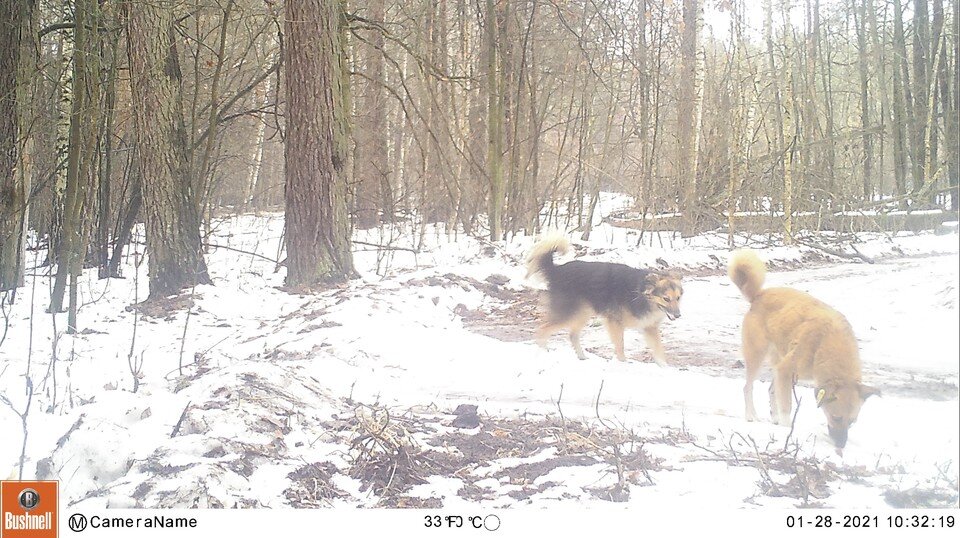    Фото Александра Мишина, Воронежский заповедник Предоставлено