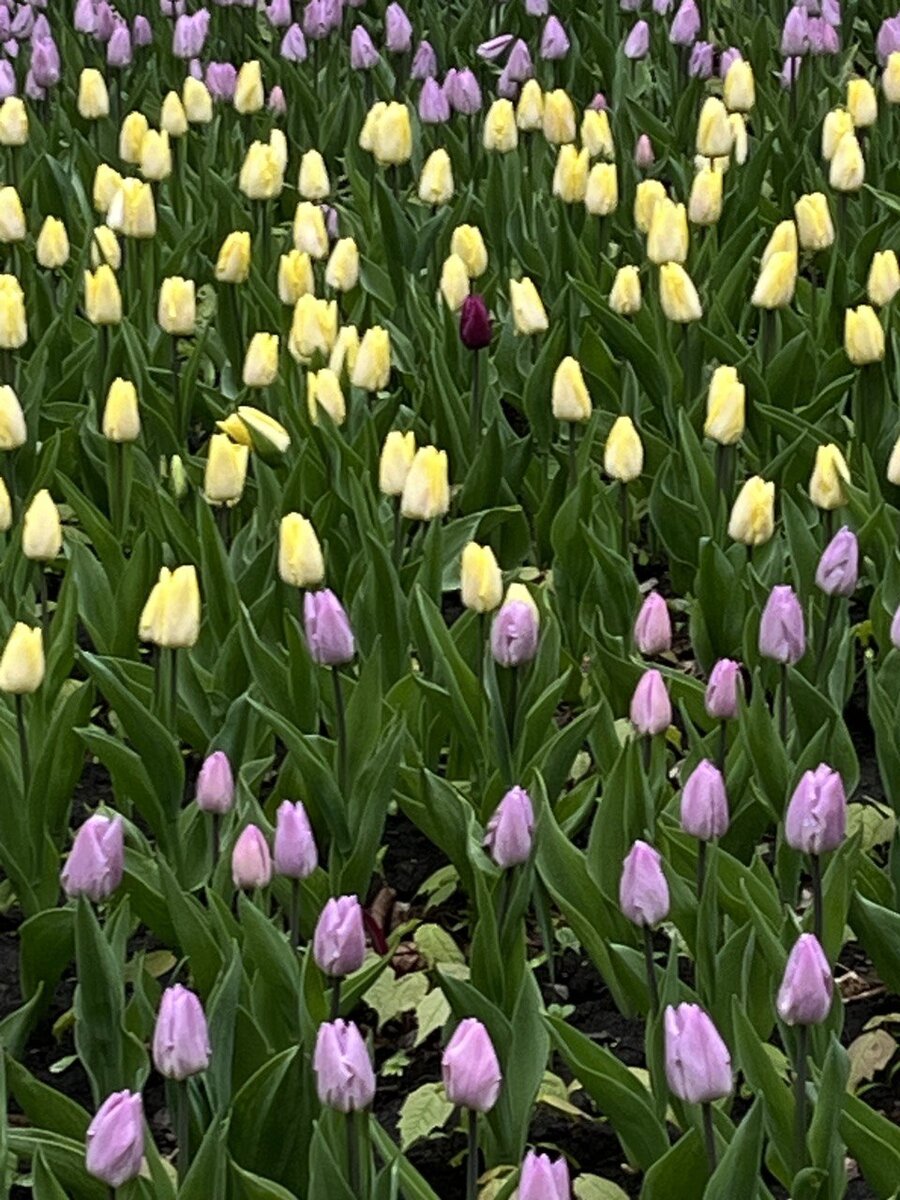 Море тюльпанов