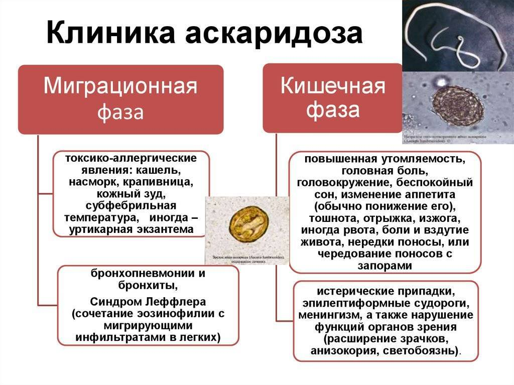 Как распознать и вылечить аскаридоз