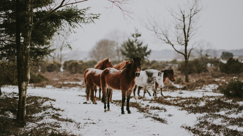     Лошади зимой. unsplash.com