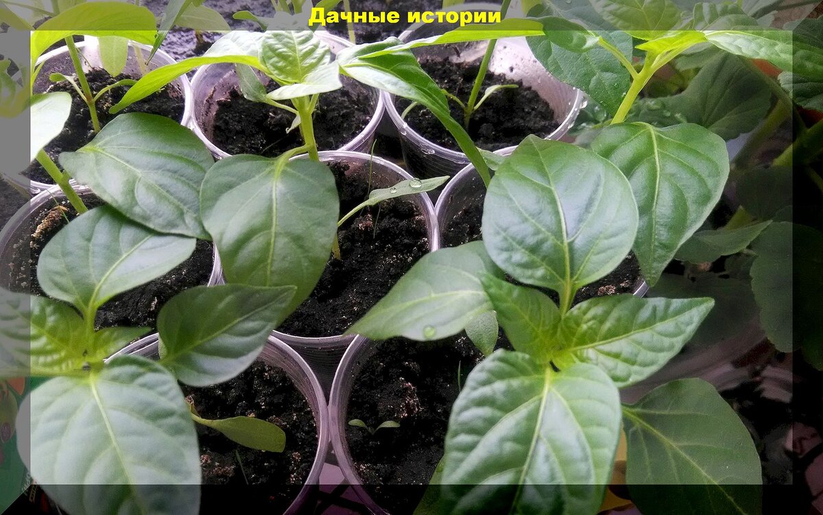 https://vk.com/photo-159774511_457264383