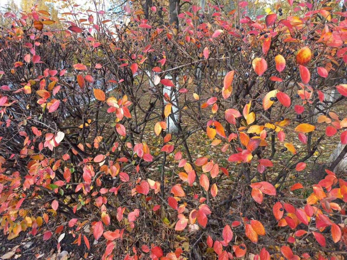 Фото автора.