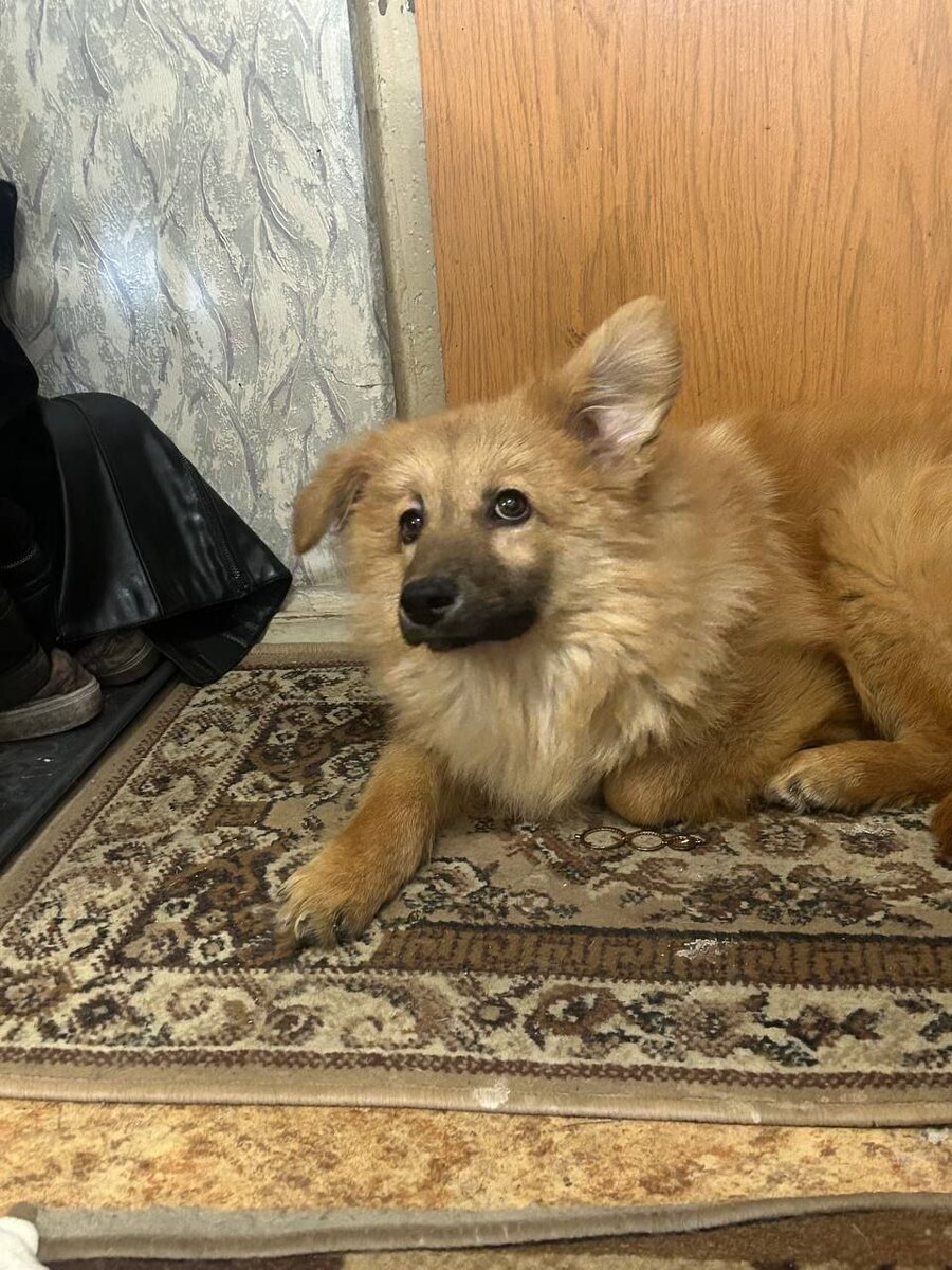 Касик нашёл СВОЕГО человека ❤️🐕🏠 | Остров надежды | Дзен