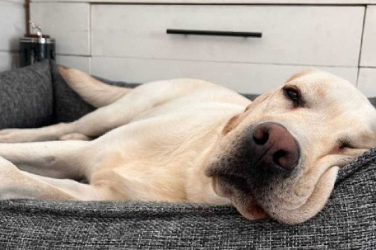    Избитой инвалидом в Краснодаре собаке-поводырю нашли новый дом