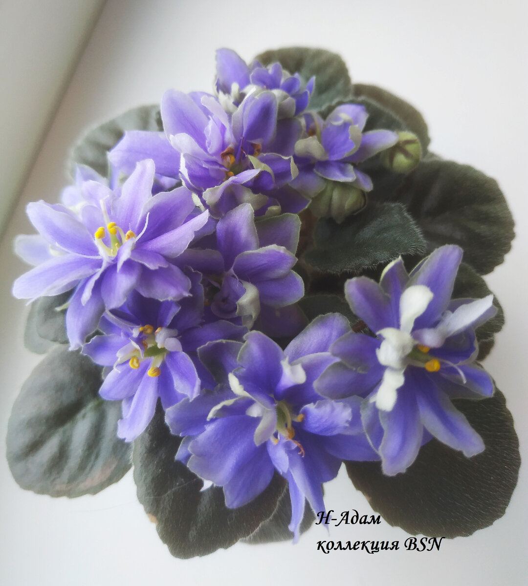 Цветение стартера 2022 г.