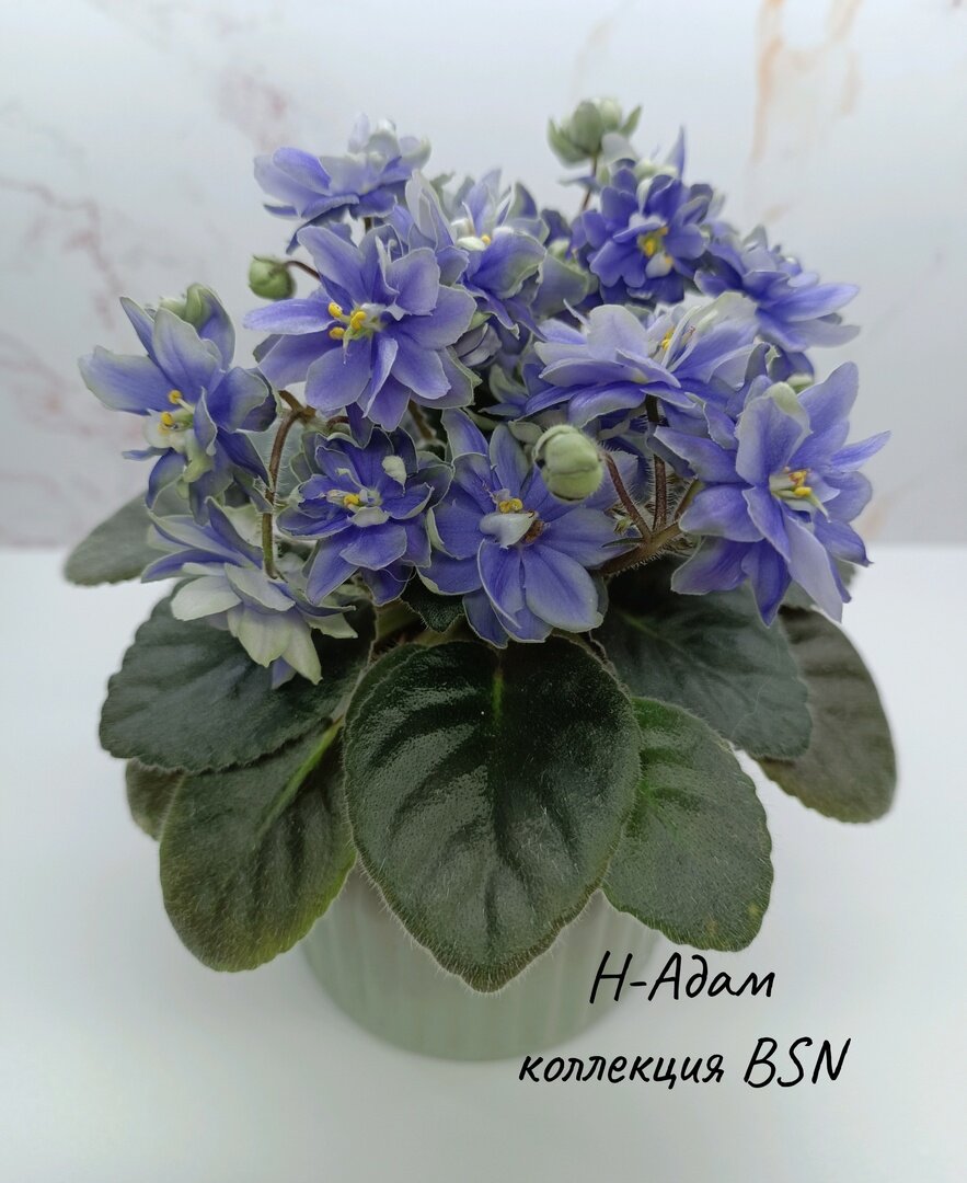 взрослое растение март 2024 г.