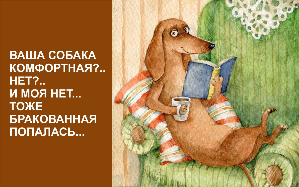 Что такое – комфортная собака, и где ее добыть? | Ирина Соловьева: о  дрессировке простыми словами | Дзен