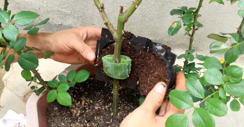 Как прорастить розу из черенка. Проращивание черенков роз. Черенки роз укоренение. Проращивать черенки роз. Укоренение черенков роз.