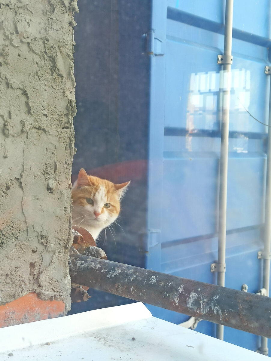 Кот который охраняет шкаф