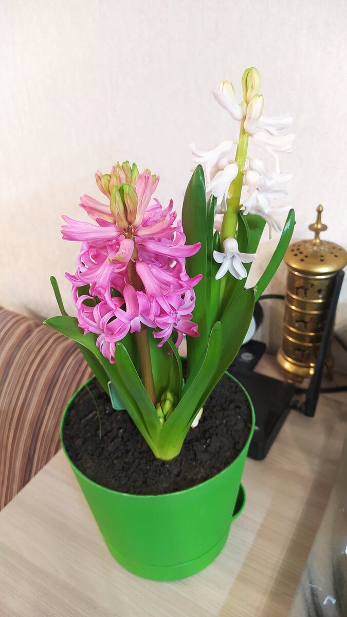 Вот такие у меня получились гиацинты)) 