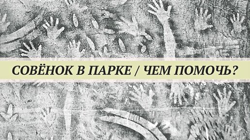 Совёнок в парке. Чем помочь, как кормить? Правильная помощь птенцам сов.