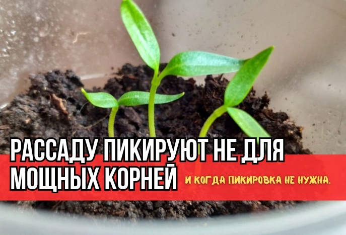 Зачем на самом деле пикируют рассаду и почему она приостанавливает рост: объяснение агронома. И откуда "стресс" после пикировки