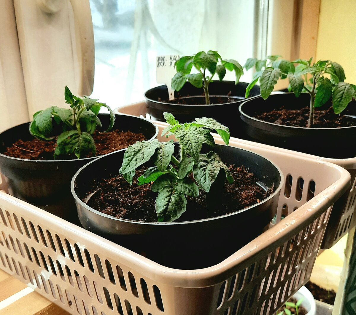 Фото автора. 08.03.24г. Балконные томаты (посажены 4 февраля, всходы 9.02).