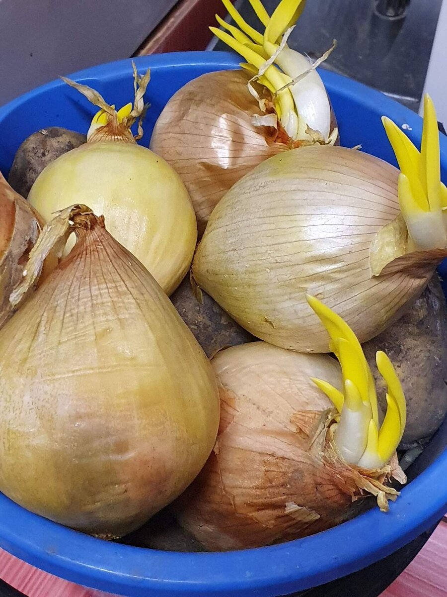 Лук репчатый эксибишен выращивание из семян. Лук эксибишен гигант семена. Лук эксибишен. Лук репчатый эксибишен выращивание из семян. Лук эксибишен f1.