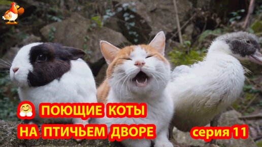 Крутые Коты с Утенком и милым Кроликом часть 11 🤗 Природа Абхазии и красивое подворье с птицами и животными 🥰