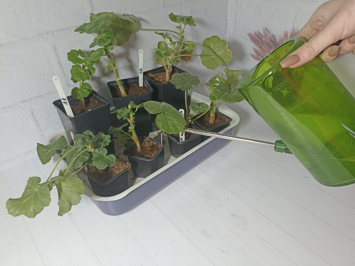 Как черенковать герань весной. Черенок герани. Как черенковать герань весной. Как черенковать герань весной. Черенок герани.