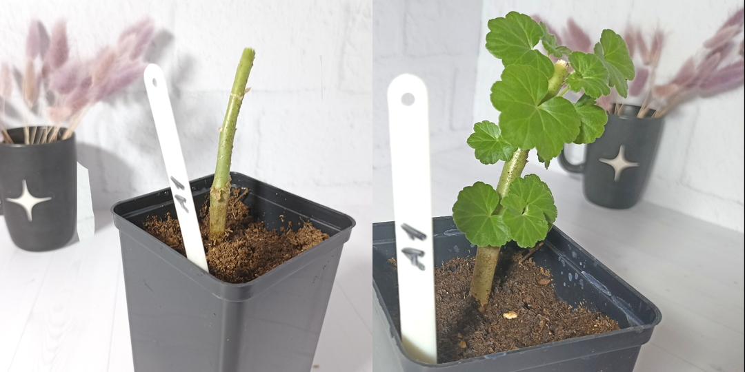 "Из пенька – в кустик": когда пеларгония обрастает после обрезки, бегу подкармливать кальциевой селитрой