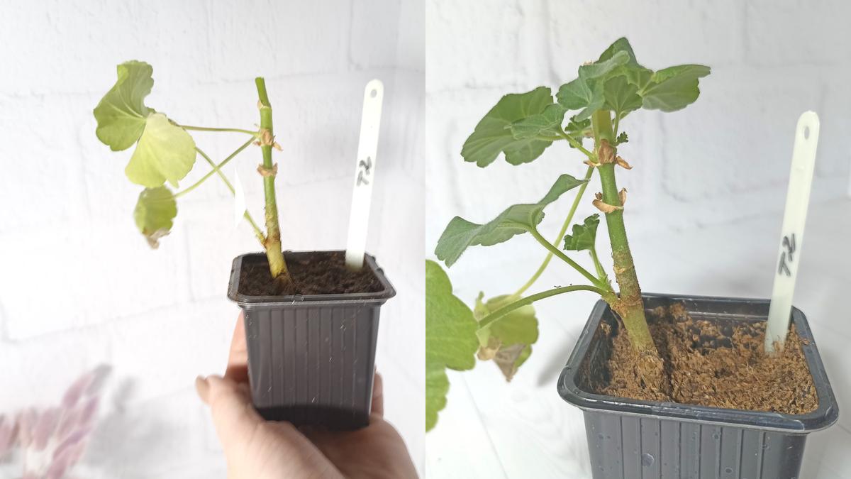 Санитарная стрижка деревьев и кустарников. Как стать кустом. Обрезка метельчатой гортензии весной. Сакура (миндаль трехлопастной). Смешной куст.