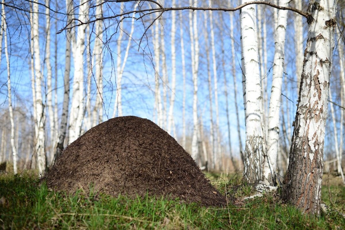 Фото с Яндекса